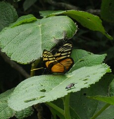 Lycorea ilione albescens