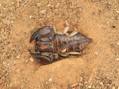 Opistophthalmus