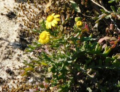 Senecio gallicus