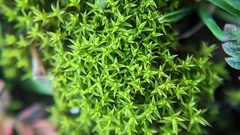 Pseudocrossidium hornschuchianum