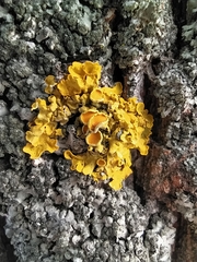 Xanthoria parietina