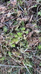 Sphagnum squarrosum