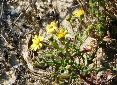 Senecio gallicus