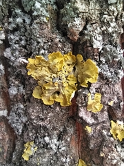 Xanthoria parietina