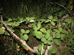 Rubus armeniacus