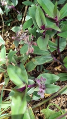 Tradescantia cerinthoides