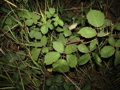 Rubus armeniacus