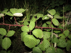 Rubus armeniacus