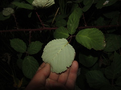 Rubus armeniacus