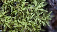 Tortella flavovirens