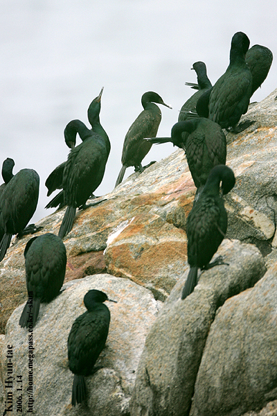 Pelagic Cormorant