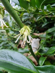 Sarcococca confusa
