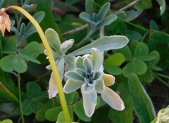 Malcolmia littorea