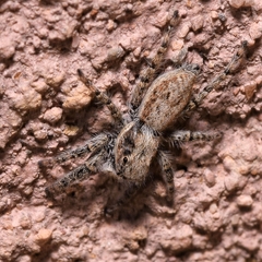 Menemerus taeniatus