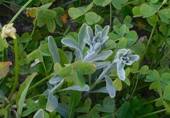 Malcolmia littorea