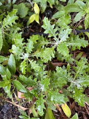 Andryala pinnatifida pinnatifida