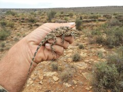 Agama aculeata aculeata