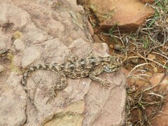 Agama aculeata aculeata