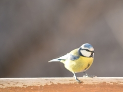 Cyanistes caeruleus