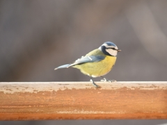 Cyanistes caeruleus