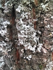 Phaeophyscia orbicularis