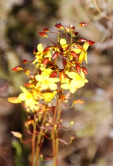 Cyanella lutea lutea