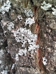 Phaeophyscia orbicularis