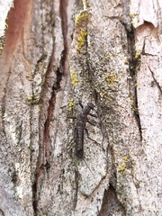 Allocapnia vivipara