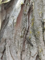 Allocapnia vivipara