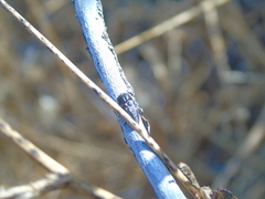 Neocypetes guttulata