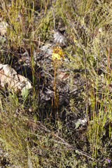 Cyanella lutea lutea