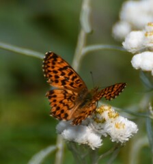Boloria chariclea