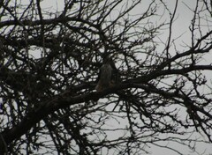 Accipiter cooperii