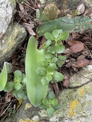 Haemanthus pauculifolius