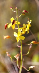 Cyanella lutea lutea
