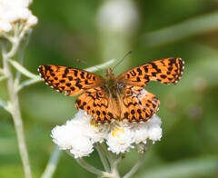 Boloria chariclea