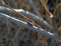 Neocypetes guttulata