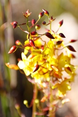 Cyanella lutea lutea