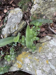 Haemanthus pauculifolius