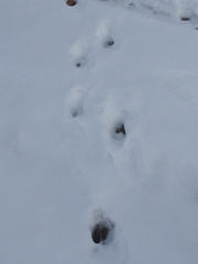 Odocoileus virginianus