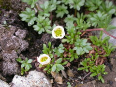 Ranunculus glacialis