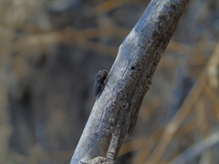Neocypetes guttulata