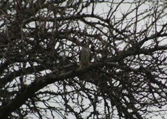 Accipiter cooperii