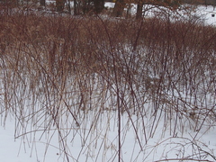 Rubus allegheniensis