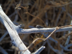 Neocypetes guttulata