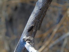 Neocypetes guttulata