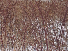 Rubus allegheniensis