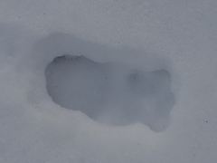 Sylvilagus floridanus