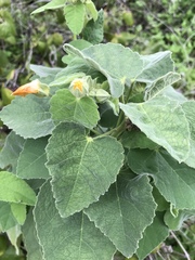 Allowissadula holosericea