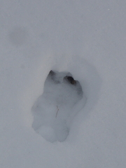 Sylvilagus floridanus